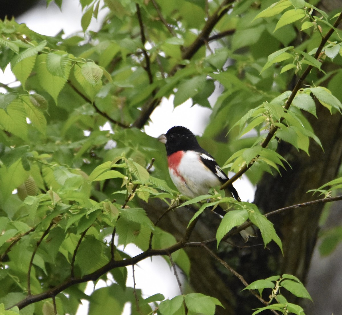 Rose-breasted Grosbeak - ML333079131