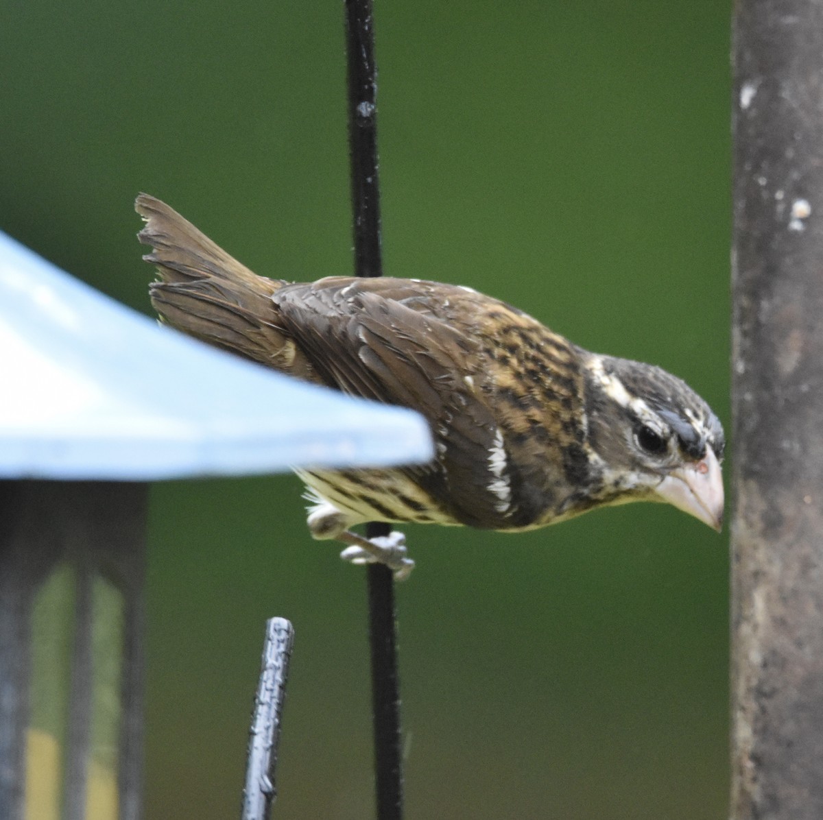 Rose-breasted Grosbeak - ML333079211