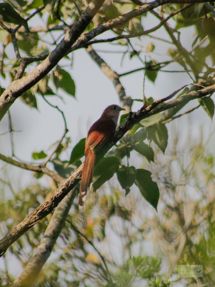 Squirrel Cuckoo - ML333079921