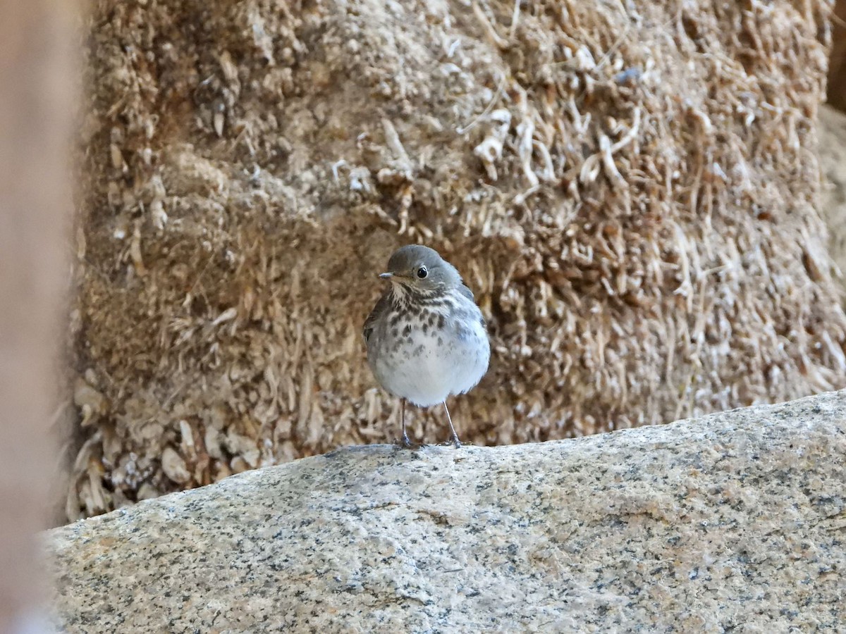 Hermit Thrush - ML333080911