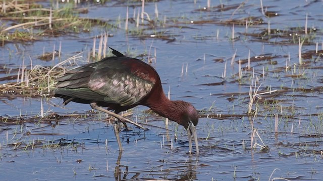 Glossy Ibis - ML333081631