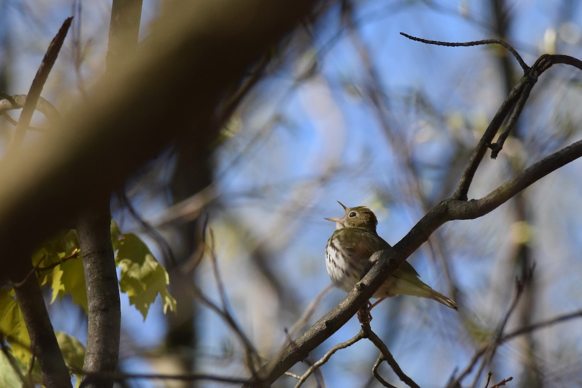 Смугастоволець оливковий - ML333082941
