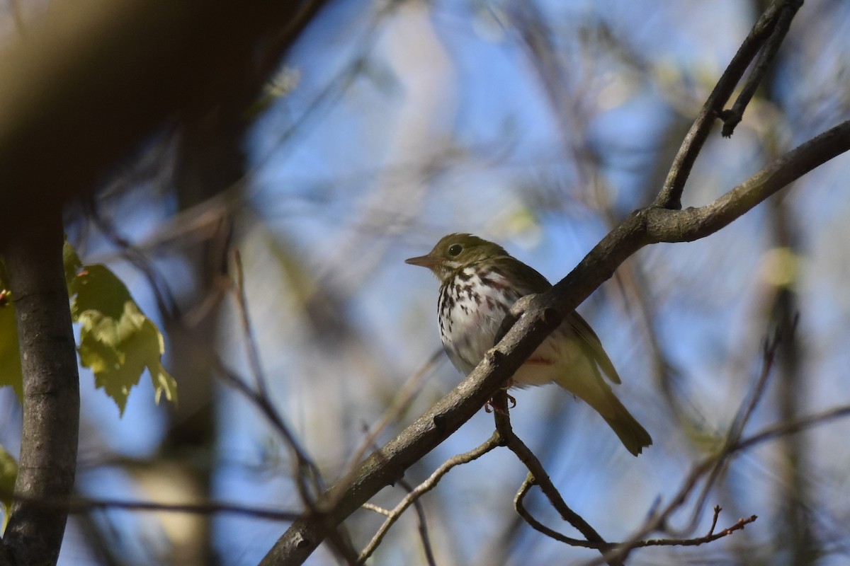 Смугастоволець оливковий - ML333083111