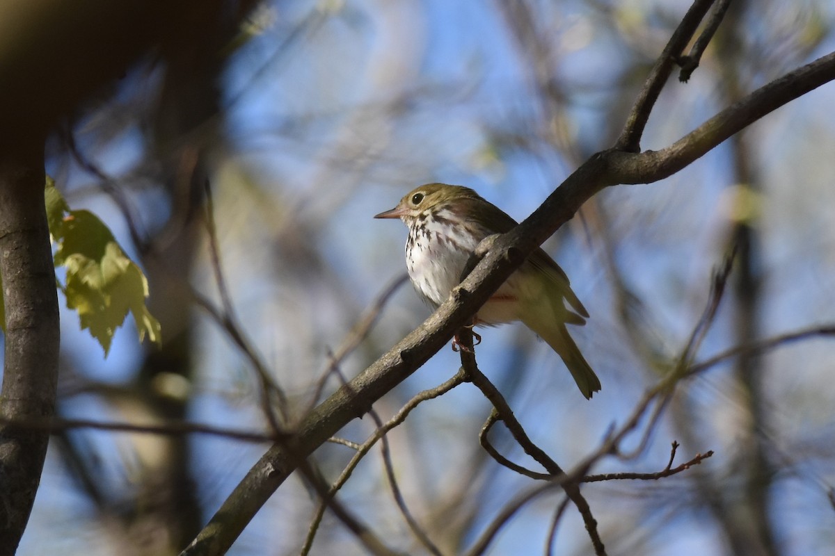 Смугастоволець оливковий - ML333083191