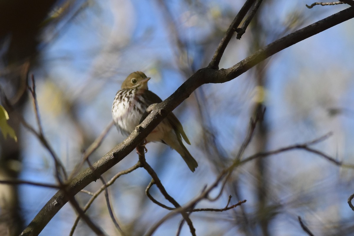 Смугастоволець оливковий - ML333083361