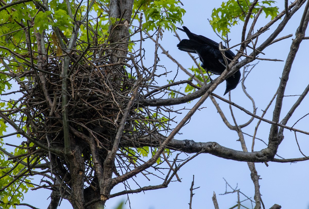 Corvus sp. (crow sp.) - ML333083811