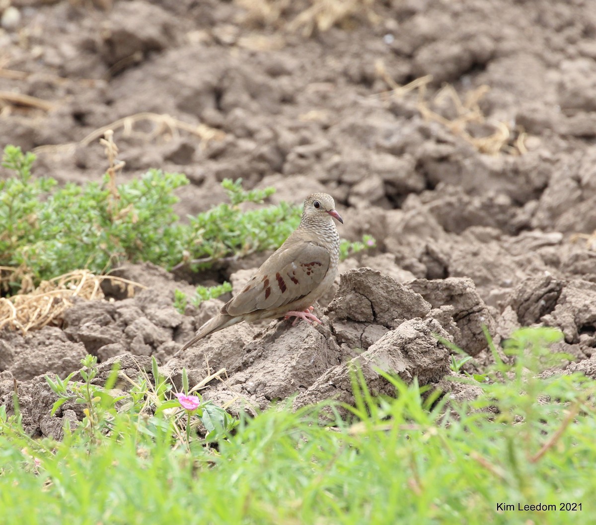 Common Ground Dove - ML333084461