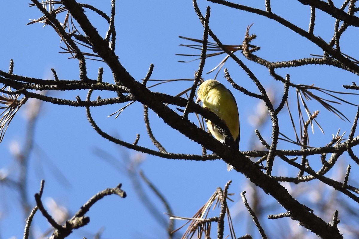 Чиж золотий - ML333085021