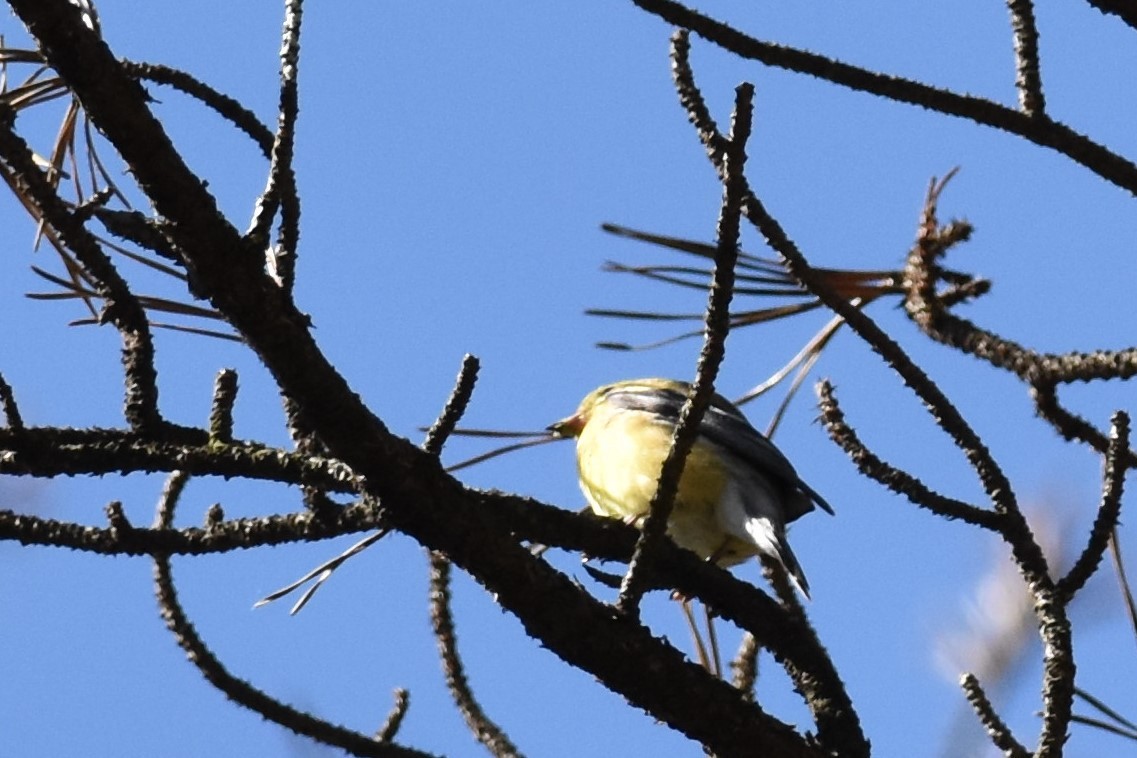 Чиж золотий - ML333085281