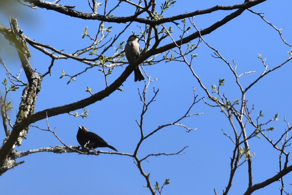 Вашер буроголовий - ML333085501