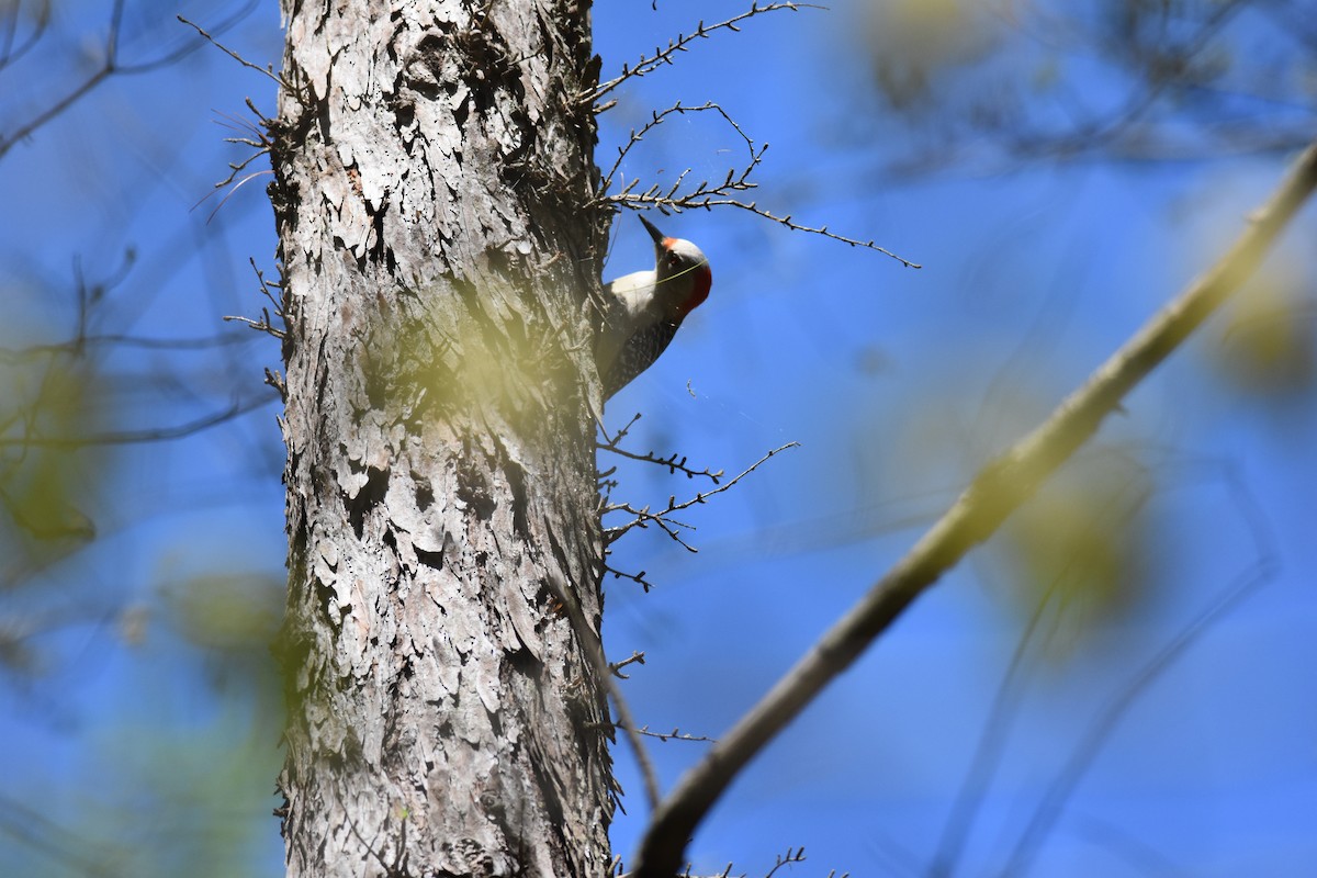 Red-bellied Woodpecker - ML333085951