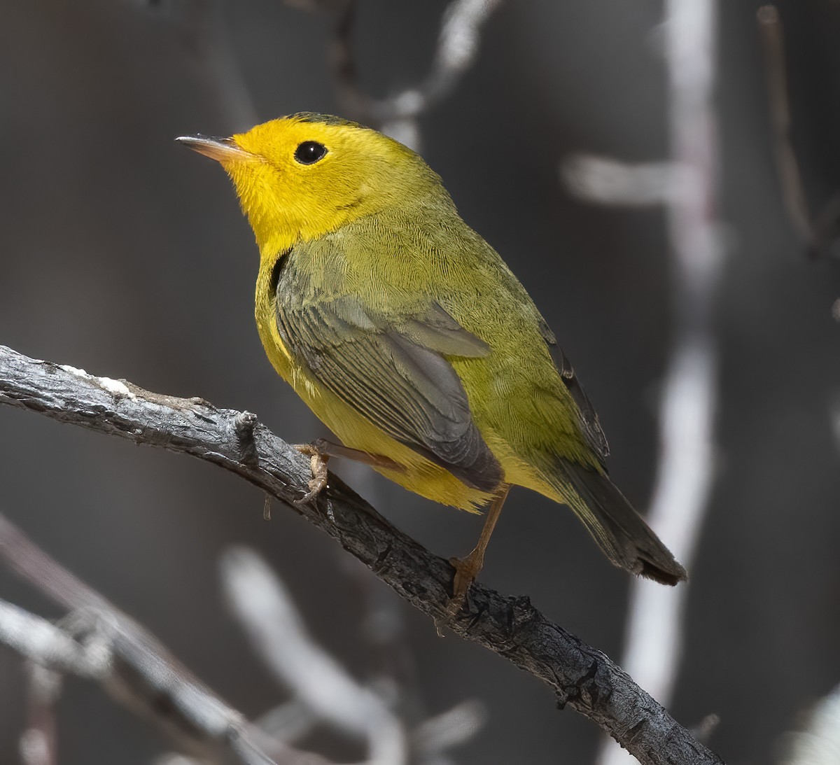 Wilson's Warbler - ML333086131