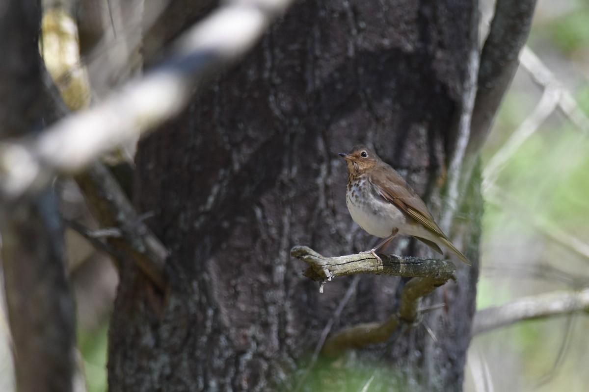 Дрізд-короткодзьоб плямистоволий - ML333086151