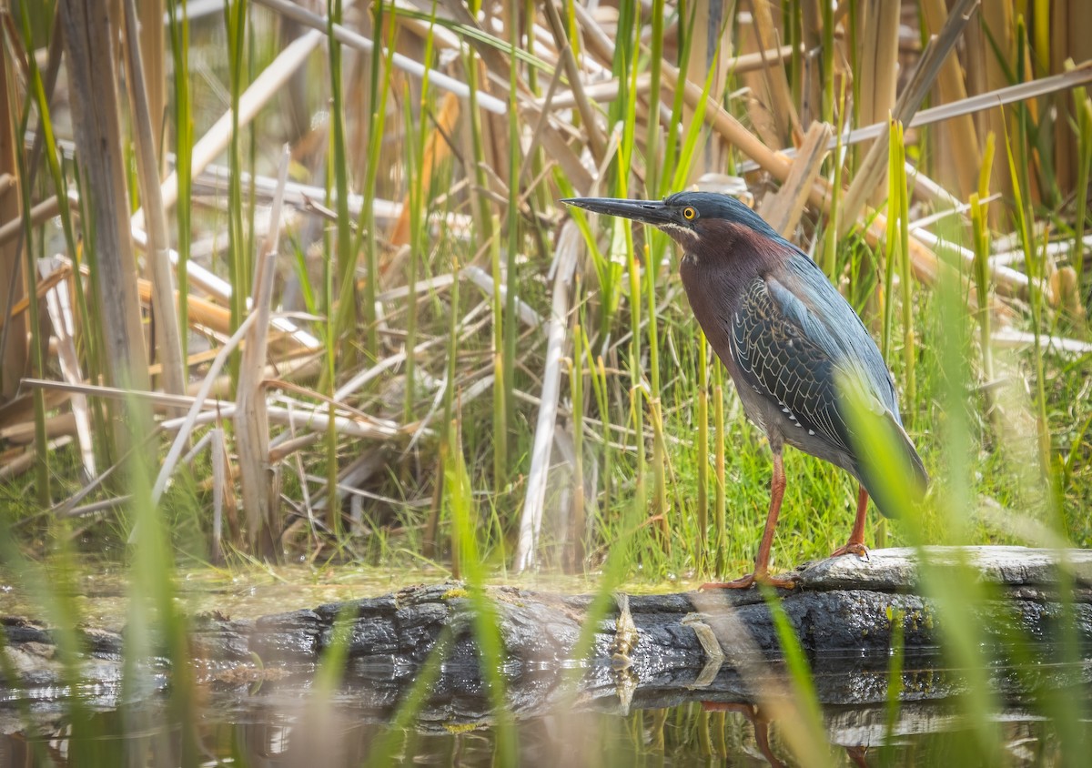 Green Heron - Rob Mikulec