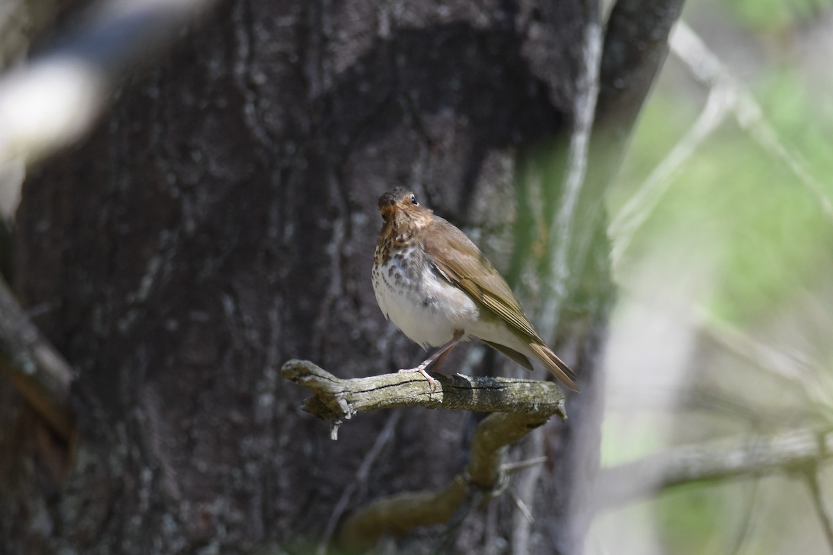 Дрізд-короткодзьоб плямистоволий - ML333086641