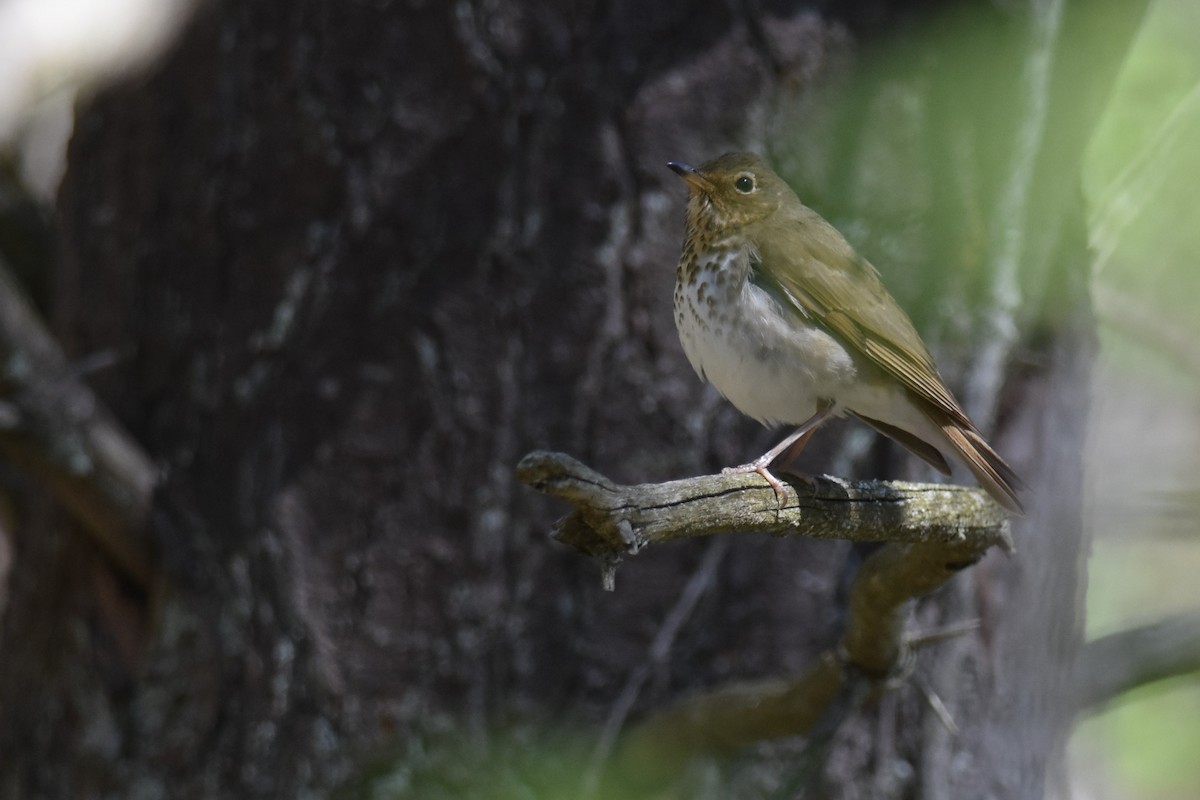 Дрізд-короткодзьоб плямистоволий - ML333086831