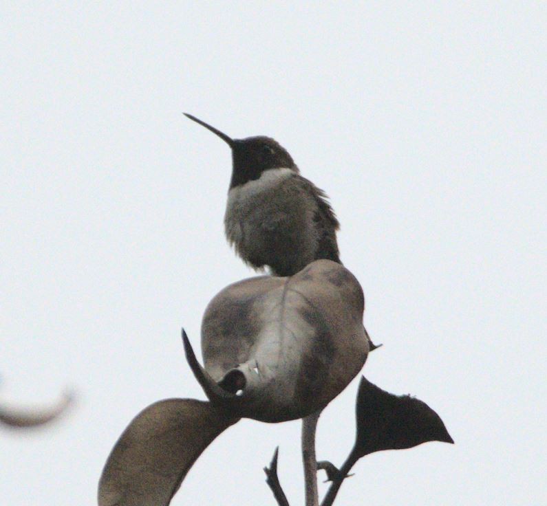 Black-chinned Hummingbird - Peter Billingham