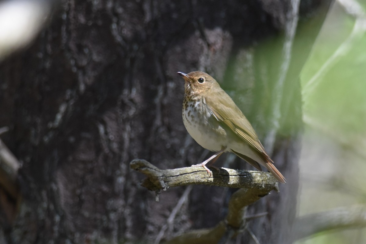 Дрізд-короткодзьоб плямистоволий - ML333087361