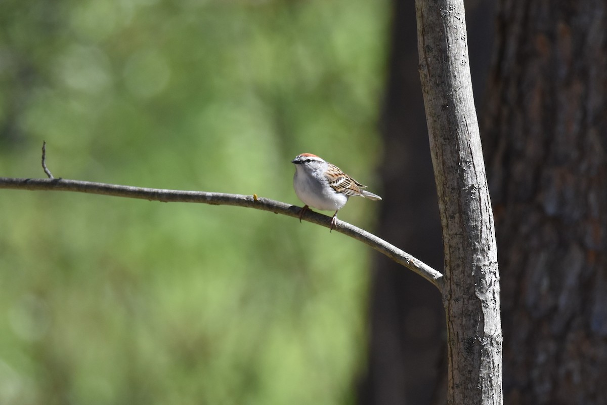 Карнатка білоброва - ML333087861
