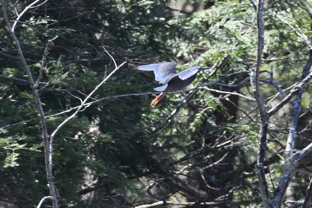 Чапля зелена - ML333088011