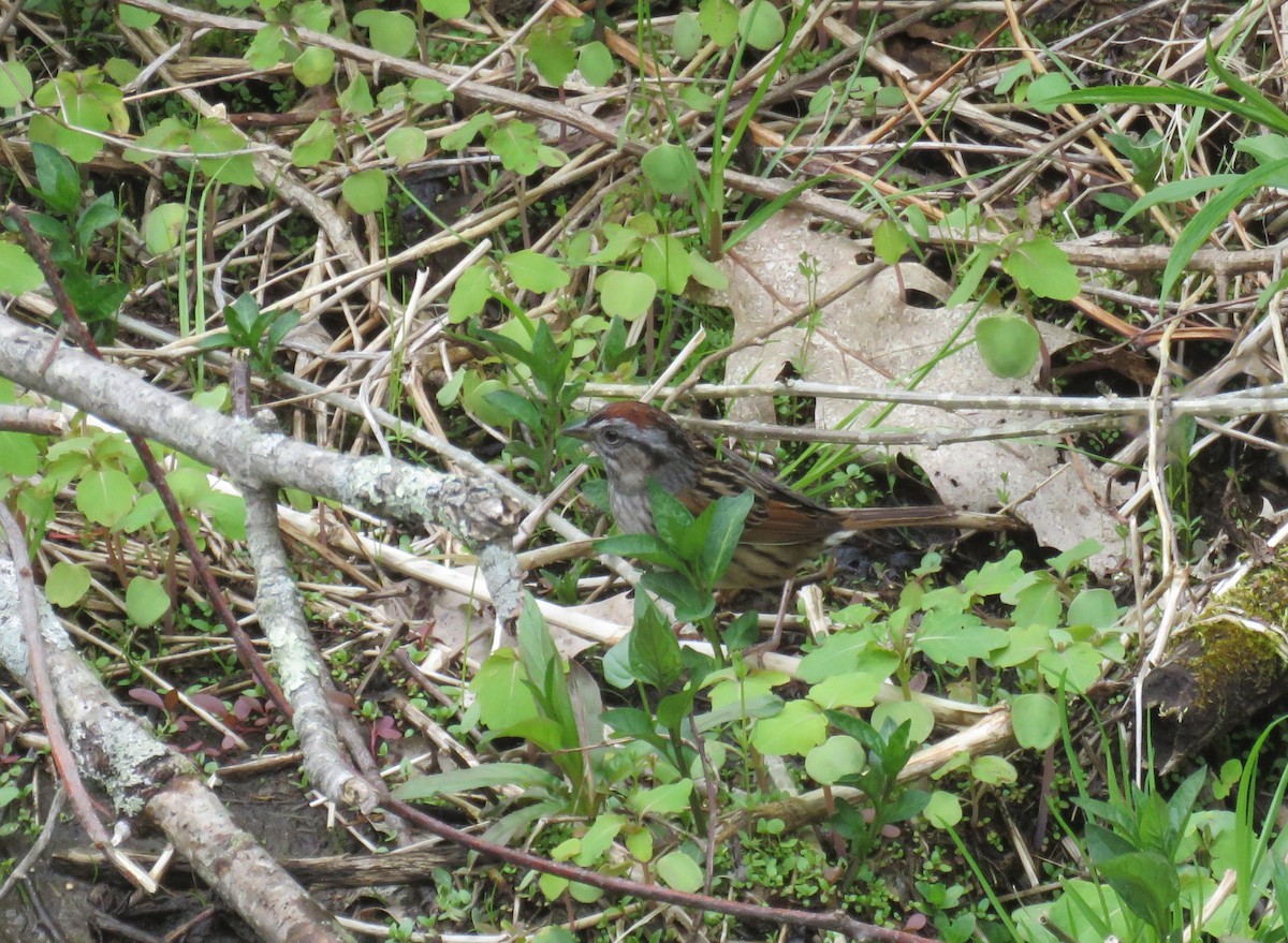 Swamp Sparrow - ML333088211