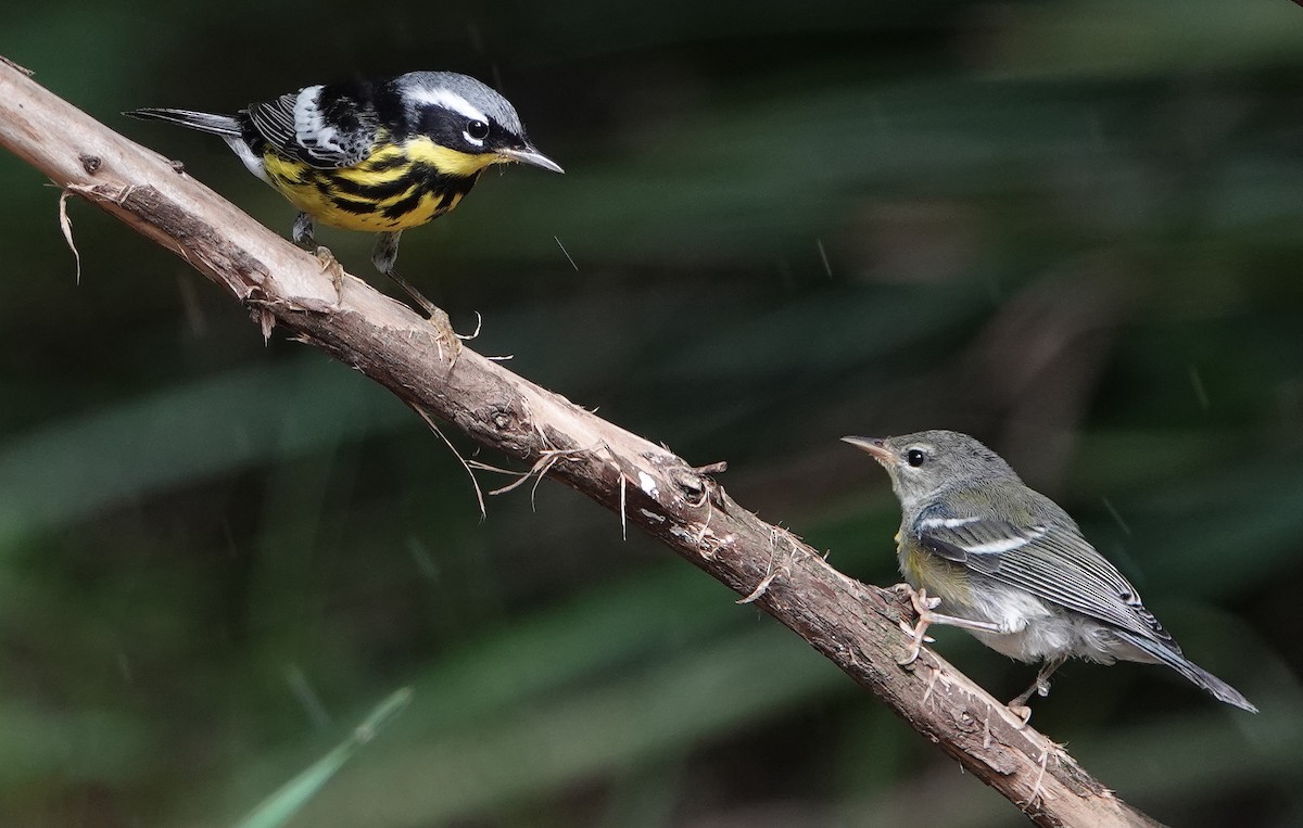 Northern Parula - Jane Mann
