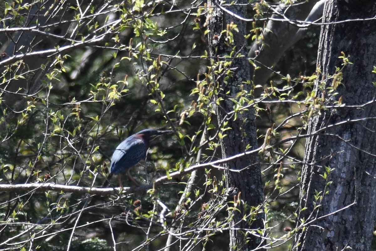 Чапля зелена - ML333088691