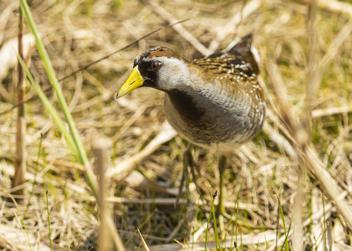 Sora - Scott Diedrich