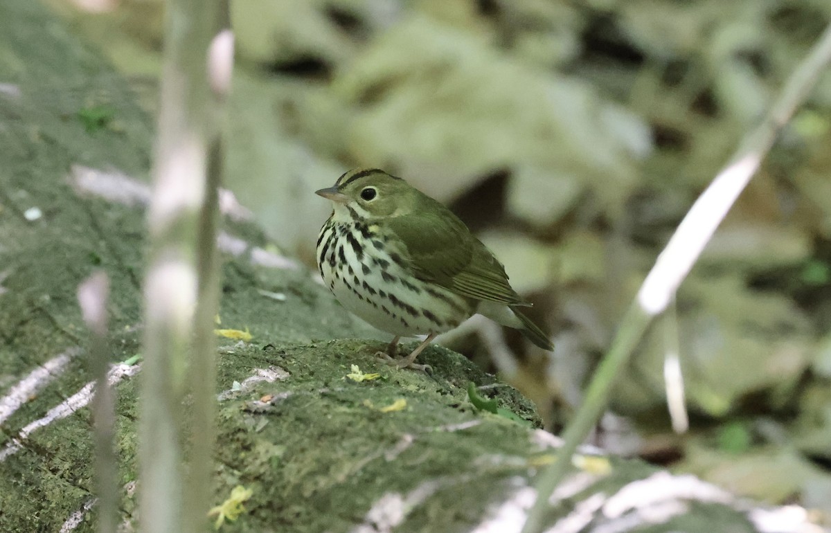 Ovenbird - Anne Bielamowicz