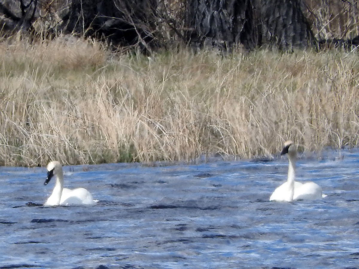 Trumpeter Swan - ML333093531