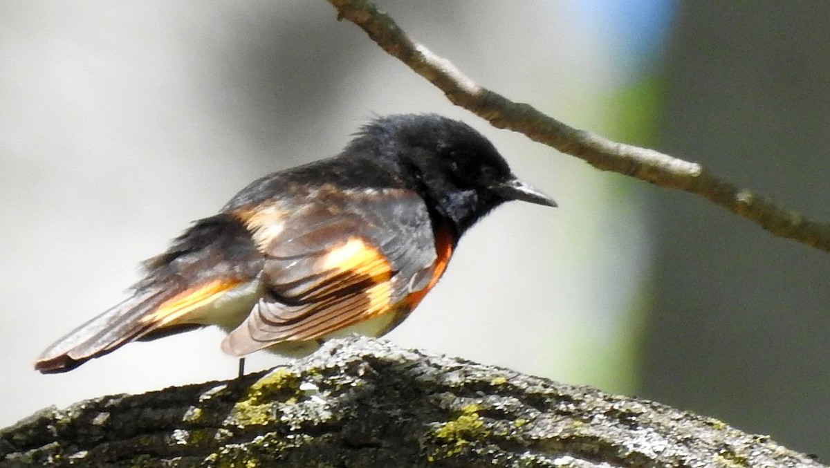 American Redstart - ML333093861