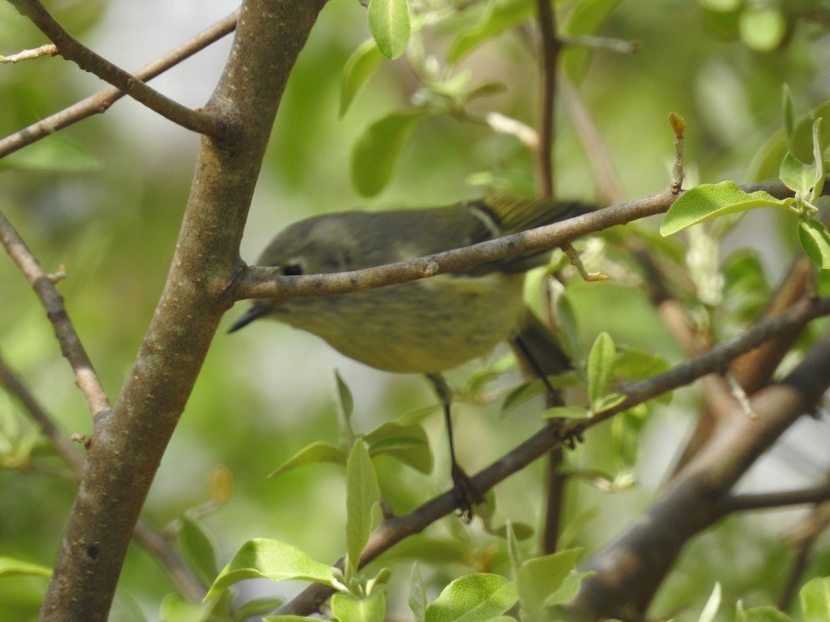 Ruby-crowned Kinglet - ML333093901