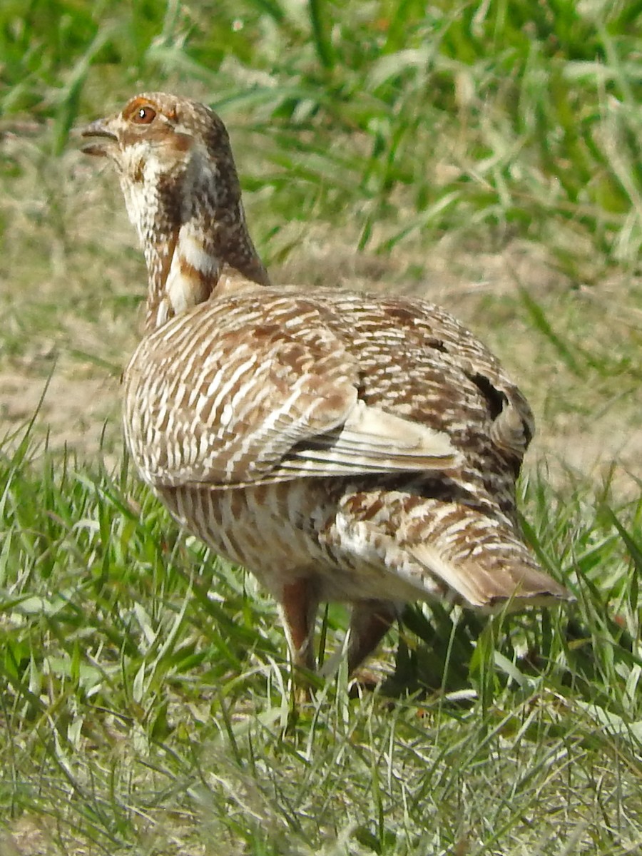Greater Prairie-Chicken - ML333094001