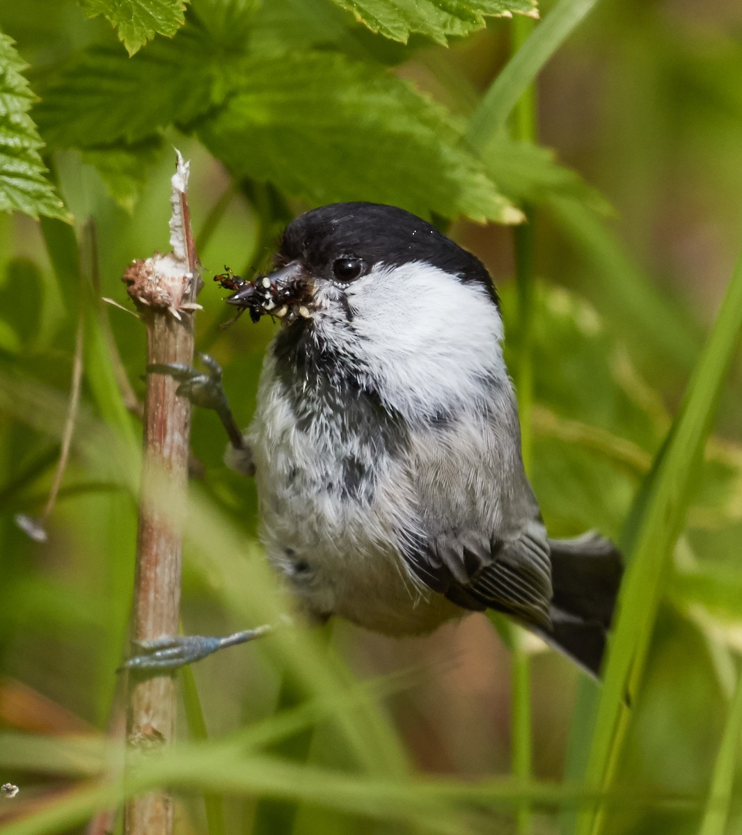 Willow Tit - Brooke Miller