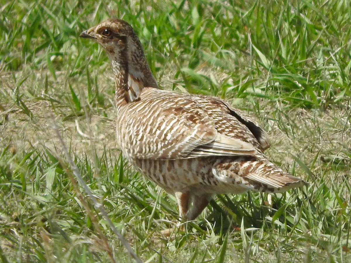Greater Prairie-Chicken - ML333094161