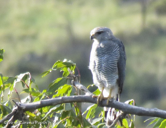 Gray Hawk - ML33309661
