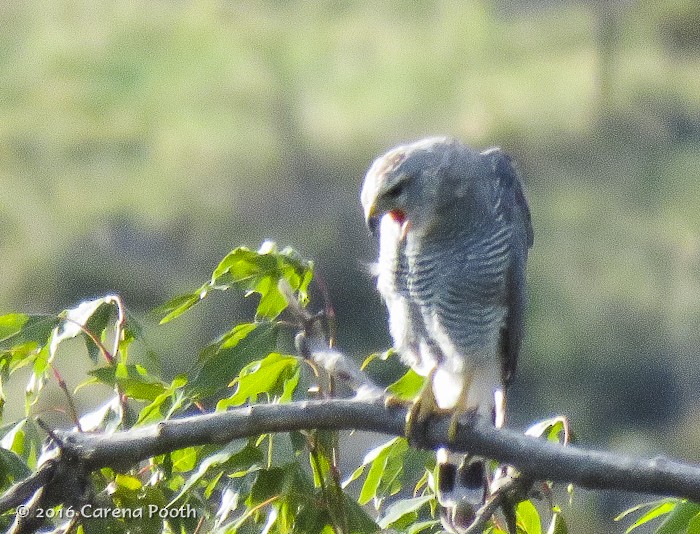 Gray Hawk - ML33309671