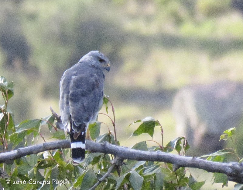 Gray Hawk - ML33309681