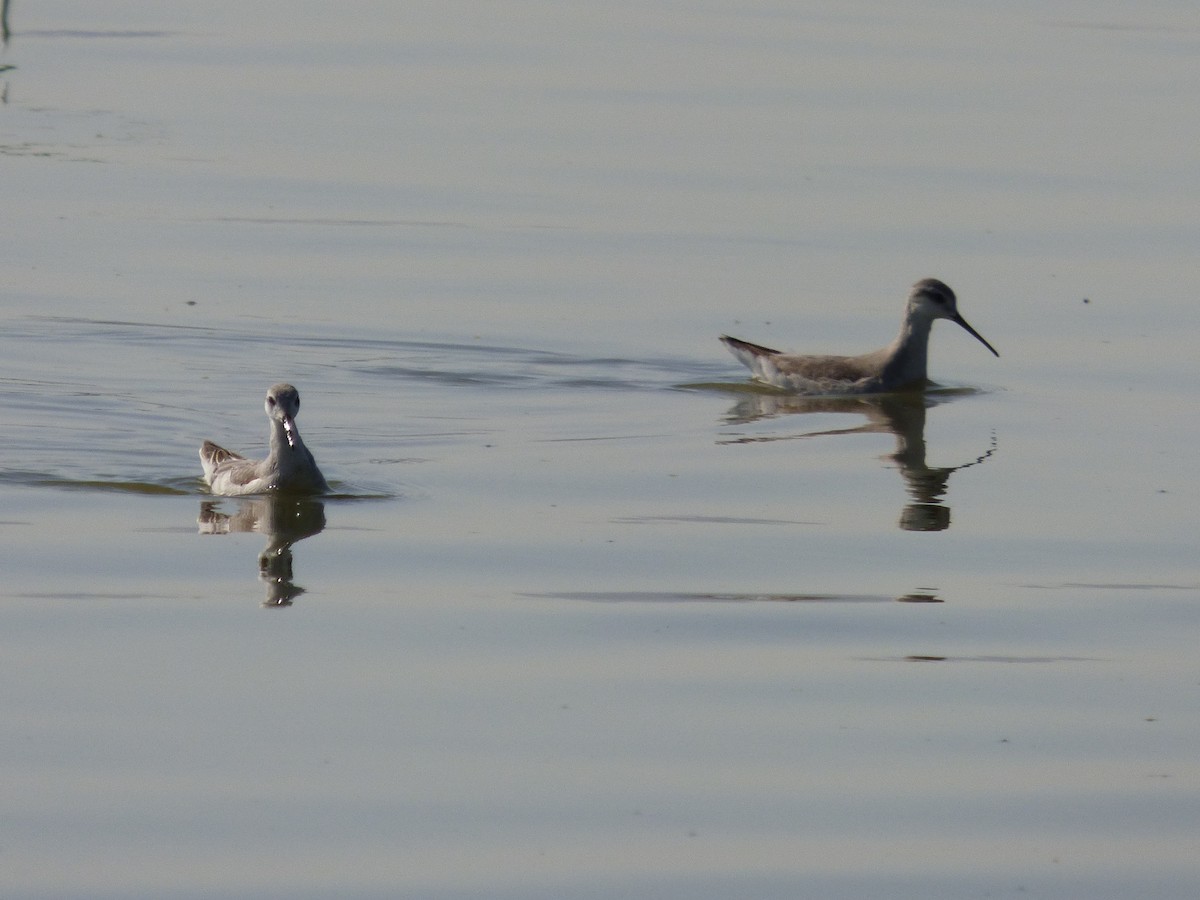 Wilson's Phalarope - Julie Szabo