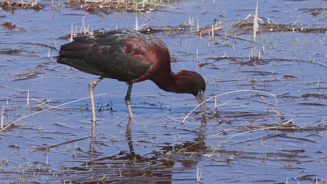 ibis hnědý - ML333098451