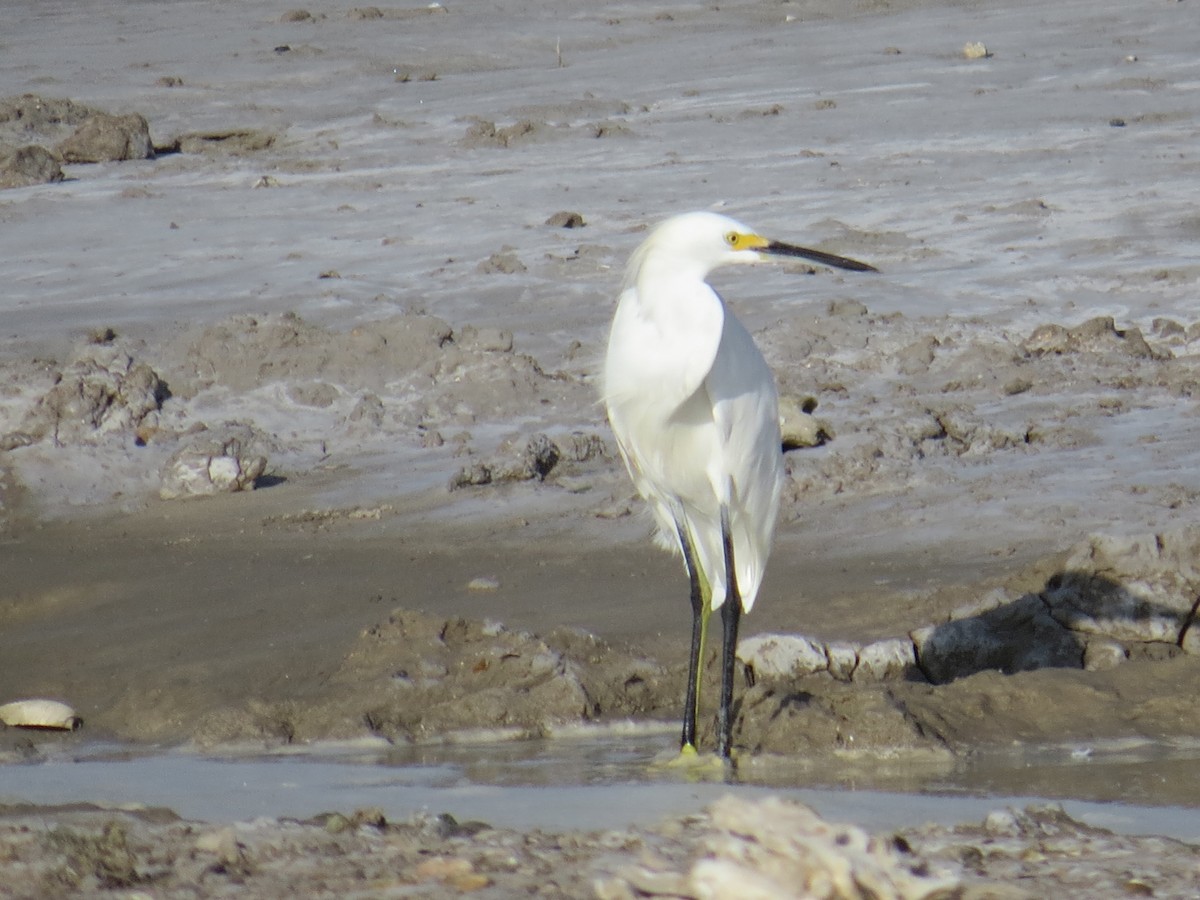 Snowy Egret - ML33309861