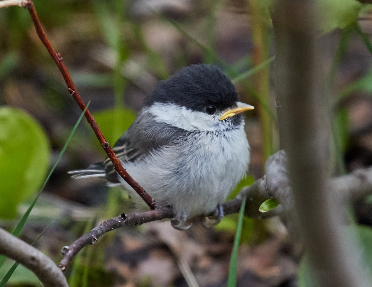 Mésange boréale - ML33309901