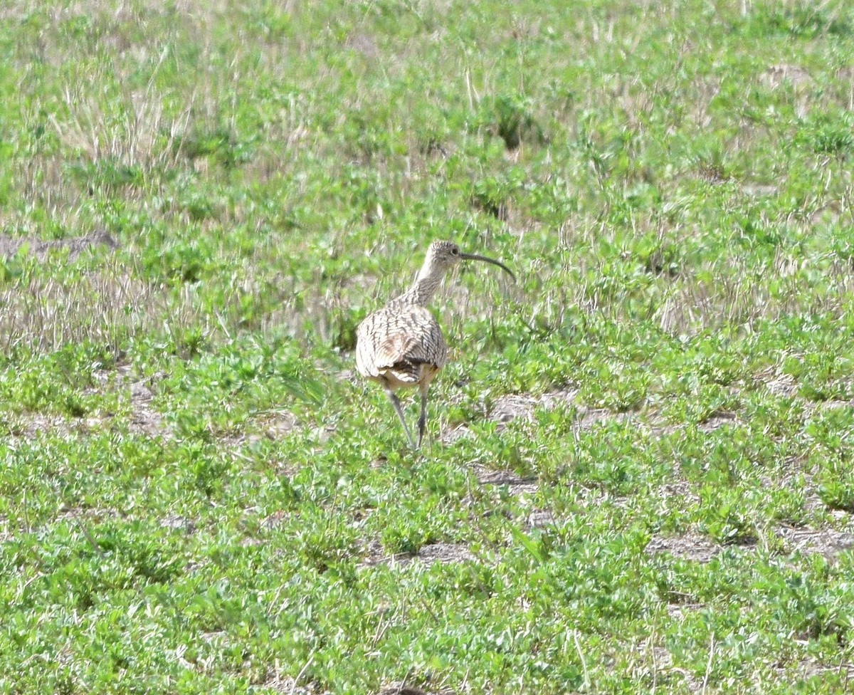 Long-billed Curlew - ML333099151