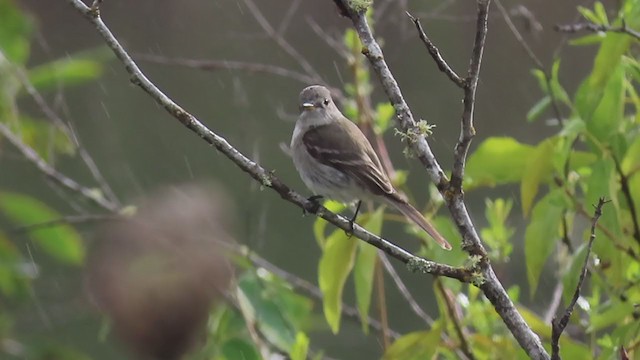 Gray Flycatcher - ML333099521