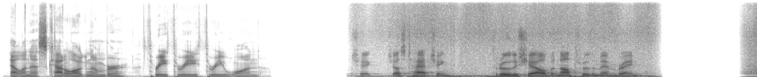 Gavina americana - ML3331