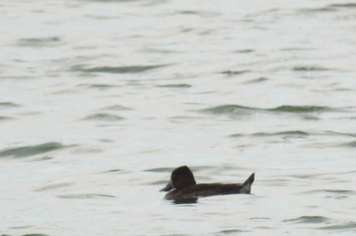 Lesser Scaup - Joanne Muis Redwood