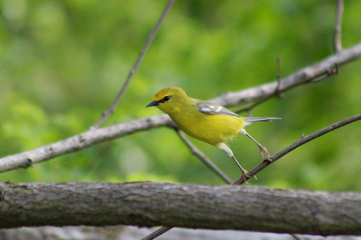 Blauflügel-Waldsänger - ML333103111