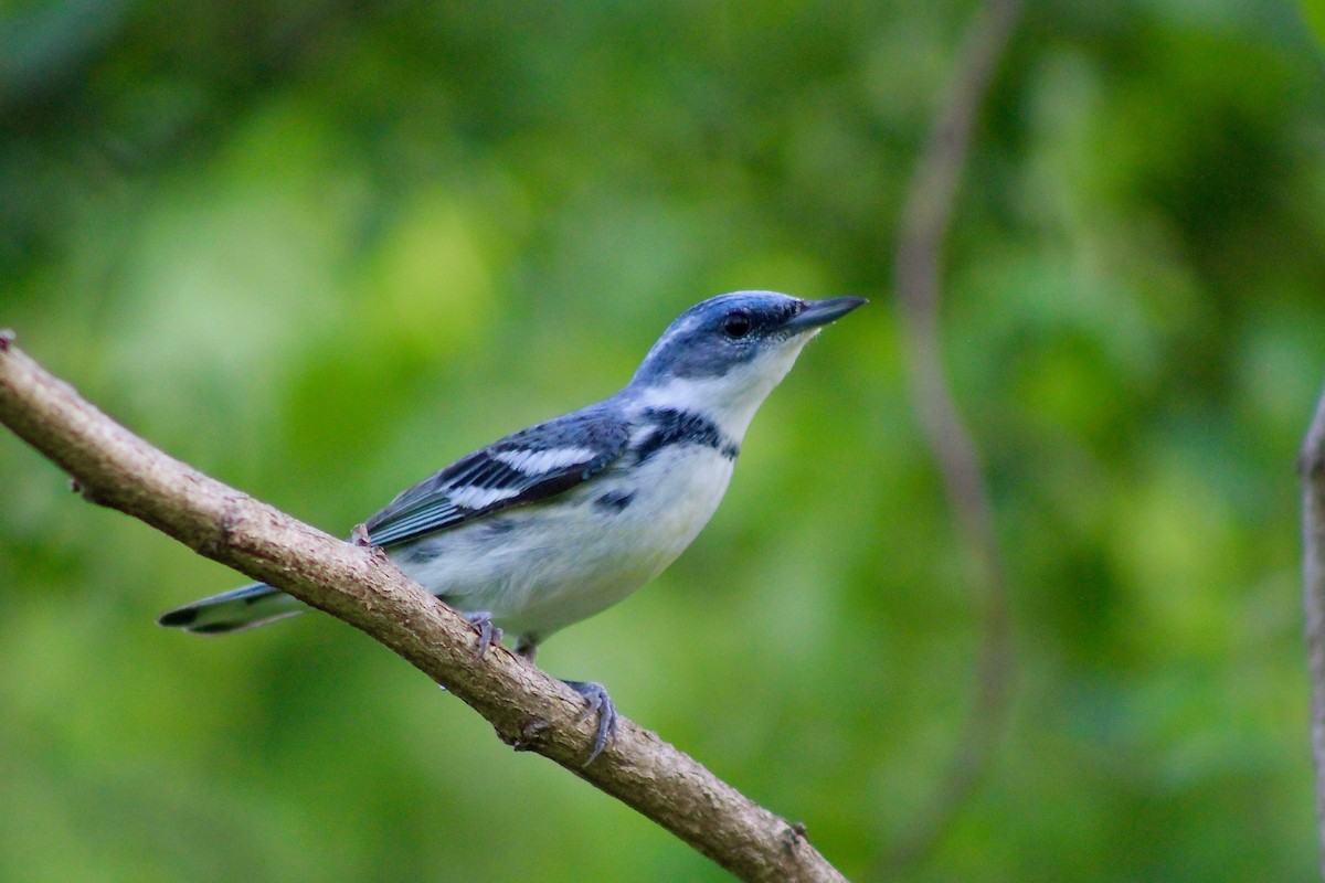 Blauwaldsänger - ML333103431