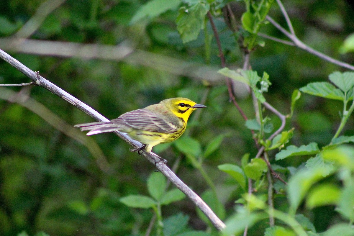 Prairie Warbler - ML333103541