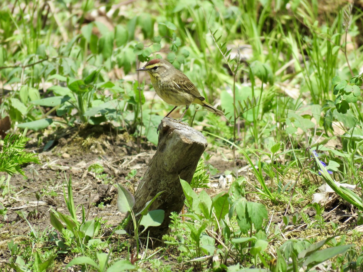 Palm Warbler - ML333104461